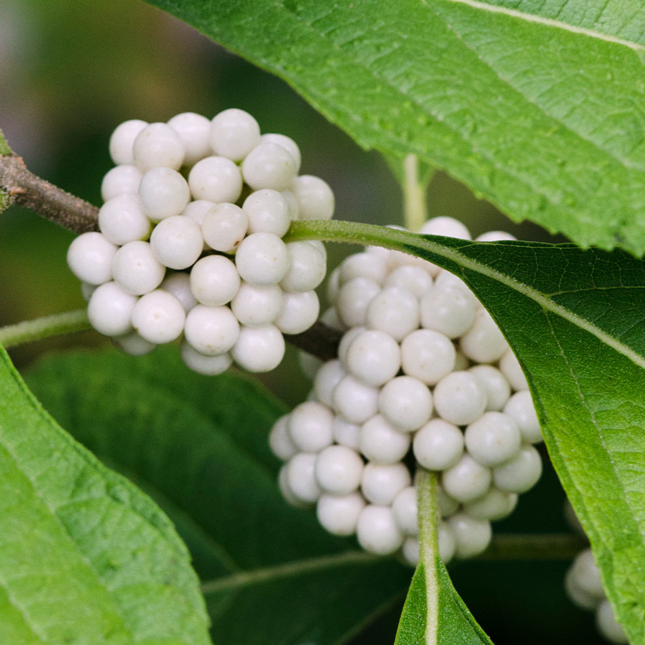 japonica leucocarpa.jpg